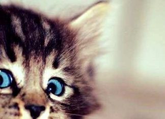 Birthday Quotes : (notitle)