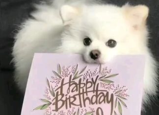 + 112 happy birthday wishes :