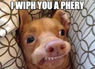 + 112 happy birthday wishes : Phteven tuna the dog