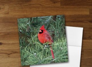 + 112 happy birthday wishes : Set of 6 Cardinal Designer Greeting Cards