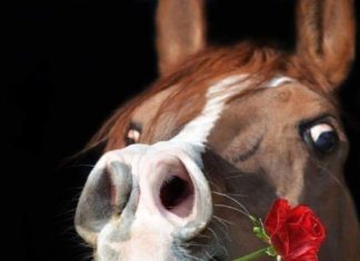 + 112 happy birthday wishes : HugeDomains.com