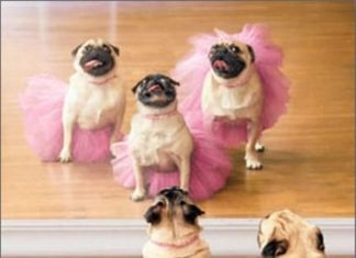 + 112 happy birthday wishes : Birthday Greeting Card – Ballerina Pugs