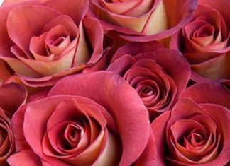 + 112 happy birthday wishes : HugeDomains.com